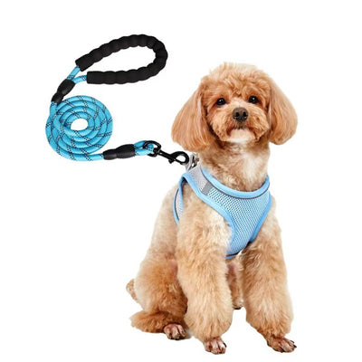 Small light brown poodle wearing an orange mesh dog vest harness with reflective trim and a retractable leash. - Image 17