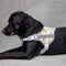 Arnés Reflectante Antiestrangulación para Mascotas con Colores Vibrantes