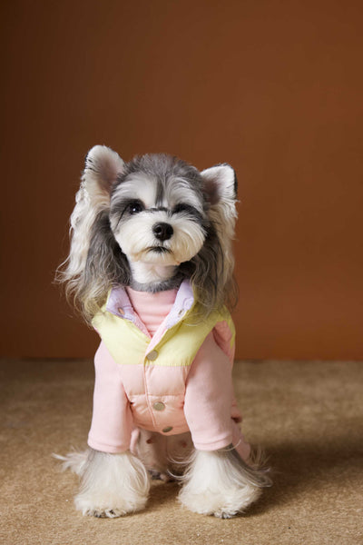 Chaleco Acolchado de Invierno para Perros Pequeños - Teddy, Schnauzer, Bichón - Image 11