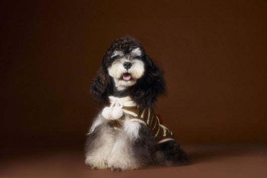 Suéter Acogedor de Galleta Felt para Mascotas - Otoño e Invierno - Image 12