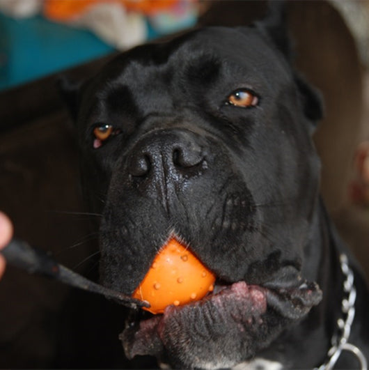 Red rubber dog training ball with nubs and a black rope handle, designed for bite resistance and molar cleaning. - Image 2