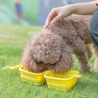 Comedero Plegable de Silicona para Perros y Gatos - Portátil y Resistente - Image 3