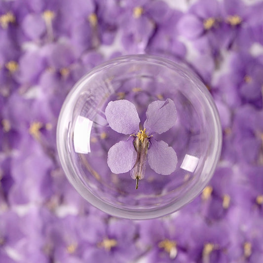 Flores Secas de Orquídea Violeta Premium