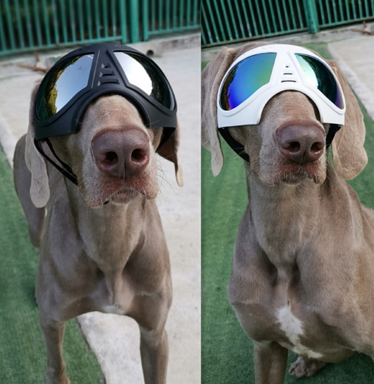 Gafas Protectoras Impermeables para Perros - Lentes de Seguridad Ajustables - Image 2
