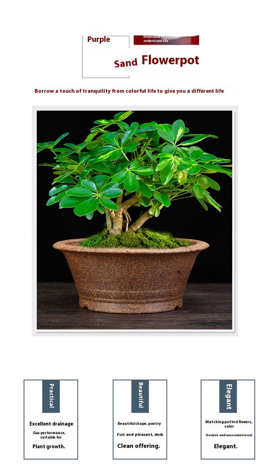Maceta de Cerámica Refractaria para Orquídeas, Clivias y Plantas Verdes - Image 11