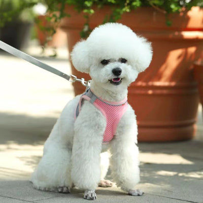 Small light brown poodle wearing an orange mesh dog vest harness with reflective trim and a retractable leash. - Image 23