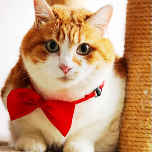 Collar para Mascotas con Moño Liso y Elegante - Image 2