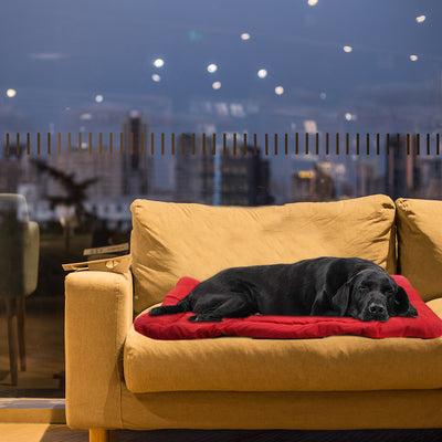 Cama Plegable para Perros - Cojín Enrollable y Portátil