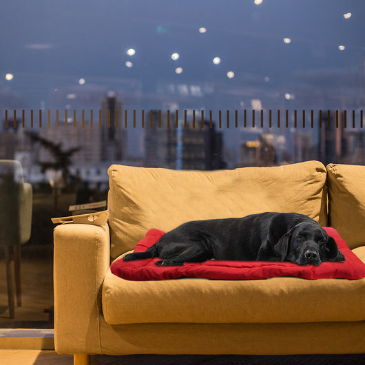 Cama Plegable para Perros - Cojín Enrollable y Portátil