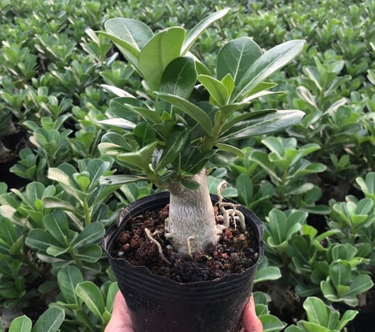 Rosal del Desierto en Maceta - Flores Perennes de Cuatro Estaciones - Image 8
