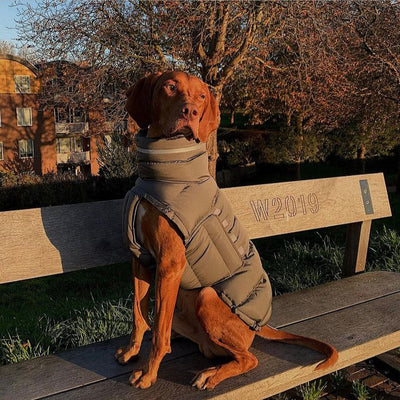 Chaleco Térmico Acolchado para Perros - Abrigo de Algodón - Image 10