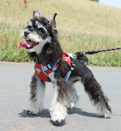 Arnés de Transporte Ligero para Perros con Bolsillo de Cremallera - Image 12