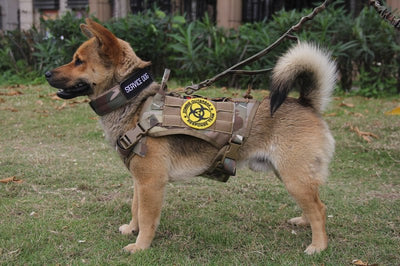 Collar para Perro Ajustable de 5 Velocidades con Hebilla de Pasador de Nylon - Image 10