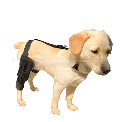 Refuerzo de Rodilla para Perros - Soporte para Patas Traseras - Image 22