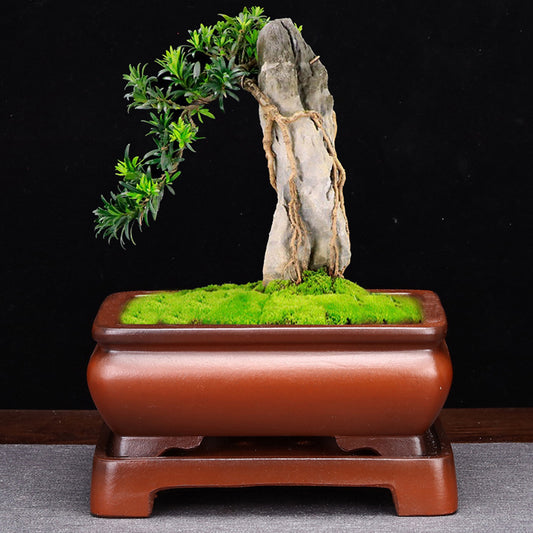 Maceta de Arena Púrpura Rectangular con Base para Bonsái, Orquídeas y Plantas de Interior