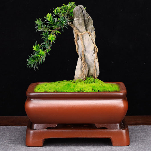 Maceta de Arena Púrpura Rectangular con Base para Bonsái, Orquídeas y Plantas de Interior
