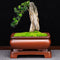 Maceta de Arena Púrpura Rectangular con Base para Bonsái, Orquídeas y Plantas de Interior