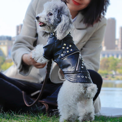 Ropa de Cuero para Mascotas - Colección Otoño e Invierno - Image 12