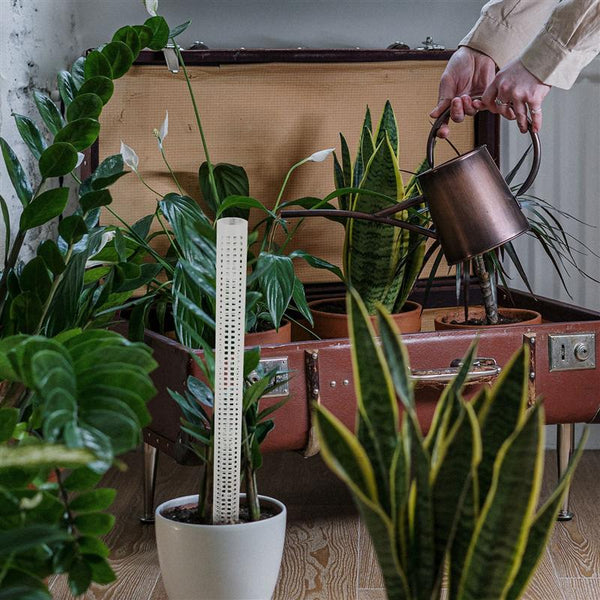 Columnas de Musgo Acuático para Plantas Trepadoras y Enredaderas