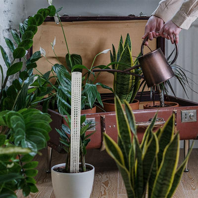 Columnas de Musgo Acuático para Plantas Trepadoras y Enredaderas