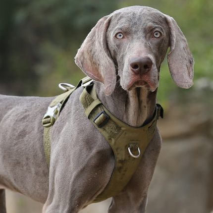 Arnés de Tracción para Perros Grandes con Correa de Paseo