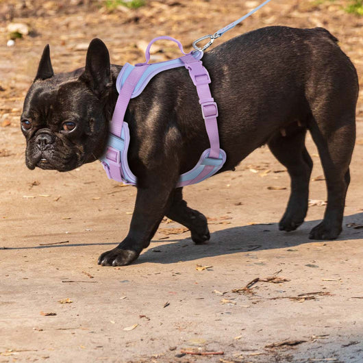 Pink and blue dog harness with padded chest and back, adjustable straps, and a top handle for walking. - Image 15