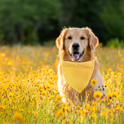 Pañuelo Triangular de Algodón a Cuadros para Perros y Gatos