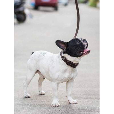 Correa de Cuero Genuino para Perros Medianos y Grandes - Image 14