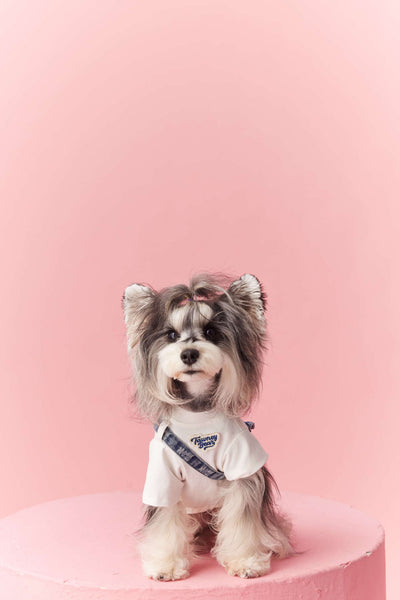 Ropa de Verano para Perros Pequeños - Teddy Schnauzer Bichón - Image 13
