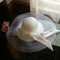 Sombrero Elegante para Sesión de Fotos de Novia