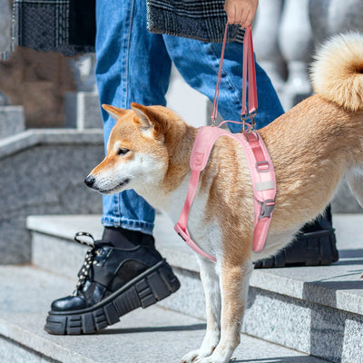 Arnés de Soporte Torácico Dividido para Perros con Movilidad Limitada - Image 16