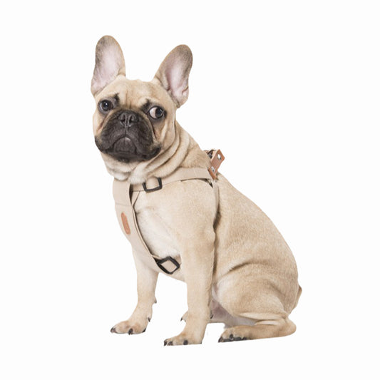 Correa de Algodón Suave para Perros - Diseño Trendy para Todas las Estaciones - Image 2
