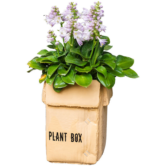 Maceta Creativa de Papel Cemento para Plantas de Interior y Balcón - Image 5