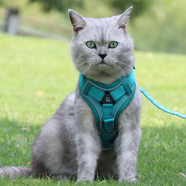 Correa de Seguridad Antigolpe para Gatos con Cadena Plateada Degradada