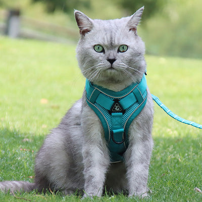 Correa de Seguridad Antigolpe para Gatos con Cadena Plateada Degradada