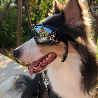Gafas de Protección Solar UV para Mascotas - Resistentes al Agua y Viento - Image 12