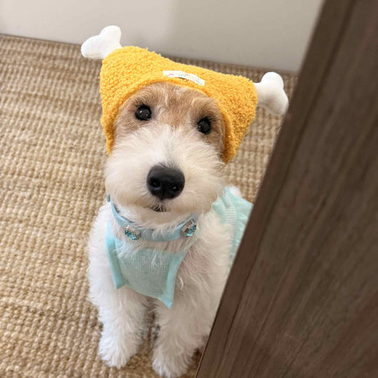 Accesorios Premium para Mascotas y Aventuras al Aire Libre