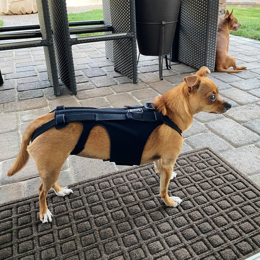 Arnés de Soporte Dorsal para Perros - Alivio de Dolor de Espalda, IVDD y Recuperación Quirúrgica - Image 5