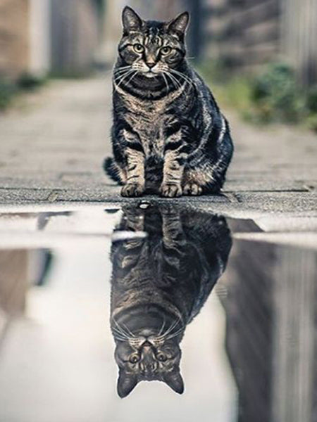 Cuadro de Pintura de Diamantes Gato - Kit de Bordado con Cristales