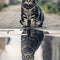 Cuadro de Pintura de Diamantes Gato - Kit de Bordado con Cristales