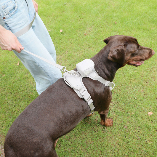 Arnés Gentleman Gris Pizarra en Pana - Collar y Pechera Premium para Mascotas - Image 22