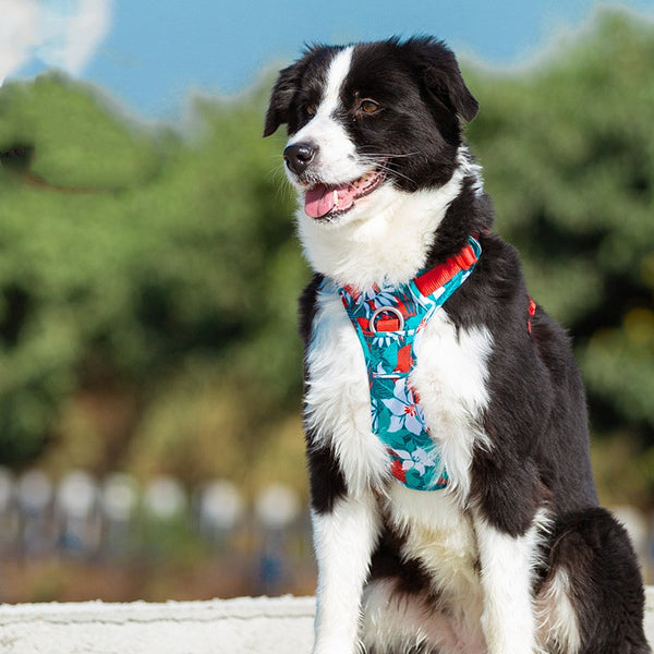 Arnés de Pecho para Perro con Correa de Mano - Diseño Camuflaje