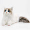 Gato de Peluche Realista - Juguete Suave y Adorable