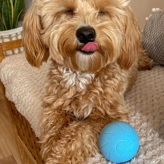 Orange smart rolling ball cat toy with a glowing blue-green light, designed for interactive play and boredom relief. - Image 13