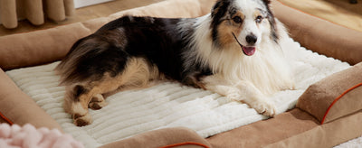 Colchoneta Térmica Autocalentable para Gatos y Perros Pequeños - Image 11