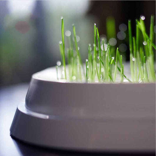 Comedero Inclinado para Gatos con Diseño Ergonómico - Image 4