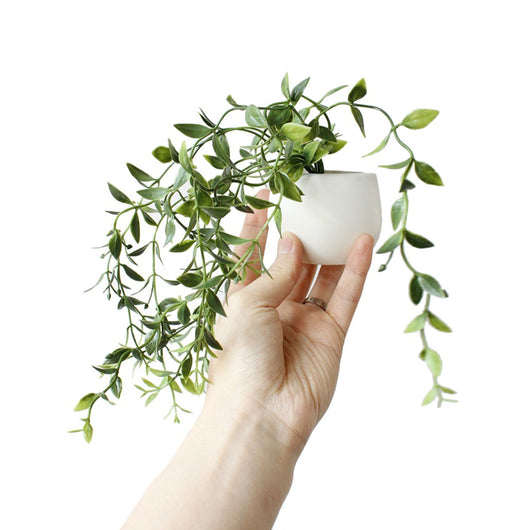 Imanes Decorativos de Suculentas para Refrigerador - Mini Plantas Magnéticas - Image 9