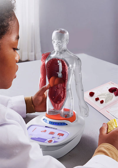 Modelo Anatómico Humano con Órganos Desmontables para Niños - Image 2