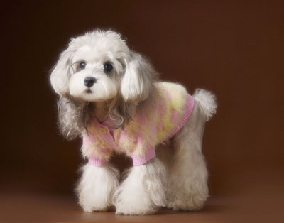 Suéter Cardigan Adorable para Perros Schnauzer y Bichón - Image 20