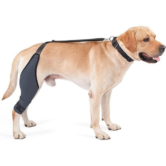 Golden retriever dog wearing a black neoprene rehabilitation training belt on its hind leg for tear protection. - Image 15